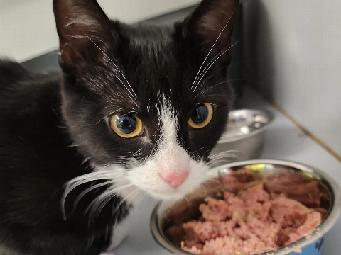 Jong katje gevonden in Maassluis