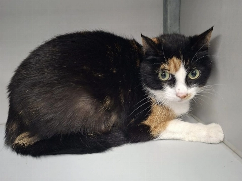 Wie kent deze vermiste dame?