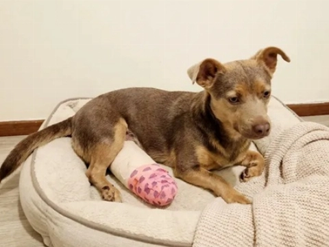 Inzamelingsactie voor zwaargewond hondje Nylo (1) na aanrijding