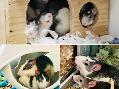 Van 3 naar 42 ratten: ‘de situatie liep compleet uit de hand’