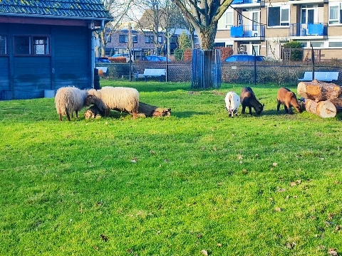 Dierenhoek 't Sparretje aan de Sportlaan verdwijnt