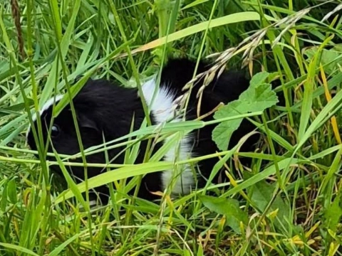 Cavia gedumpt op de Weverskade
