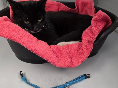 Kater gevonden in Maassluis