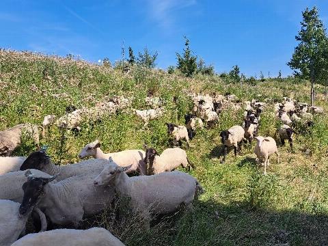 150 nieuwe grasmaaiers op de Parkwal