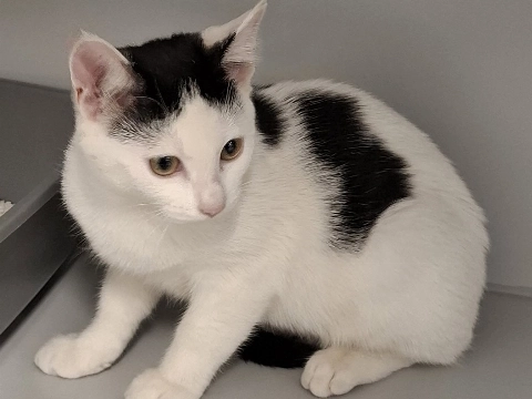 Jonge kat gevonden aan de Dr. Albert Schweitzerdreef