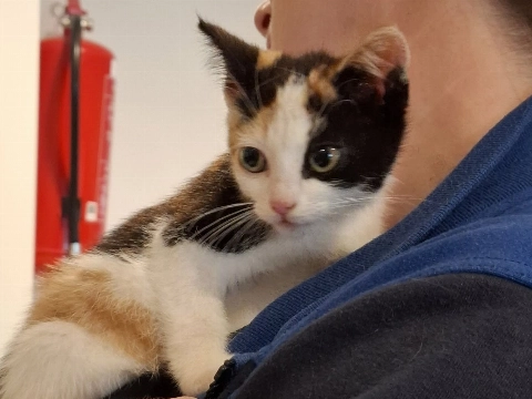 Kitten gevonden in de Burgemeester Zaneveldstraat