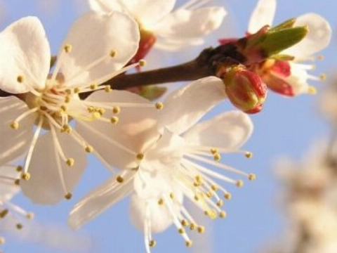 Fiets de Bloesemtocht en bezoek boomgaarden