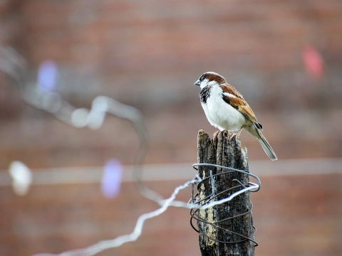 Huismus glorieuze winnaar tuinvogeltelling Maassluis