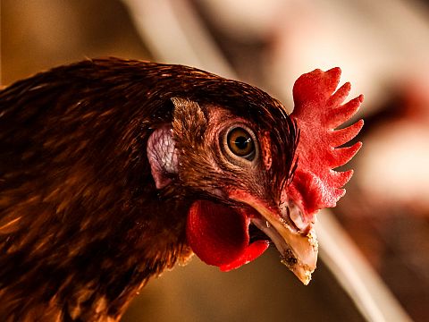 Maaslands pluimveebedrijf geruimd vanwege vogelgriep