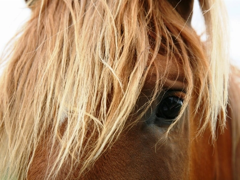 Zes basisscholieren maken kennis met paardrijden