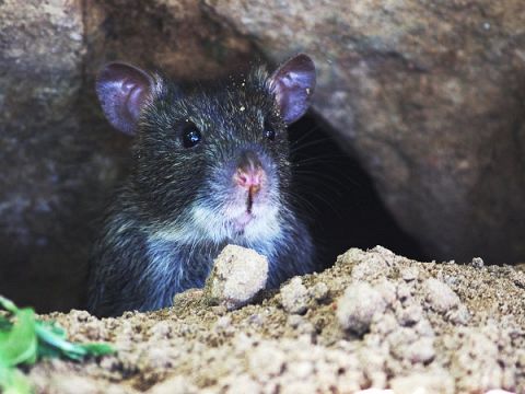 Maassluis Belang: Is er een strategie tegen rattenoverlast?