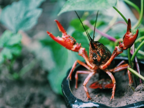 In vier jaar heeft Delfland nog geen rivierkreeft gevangen
