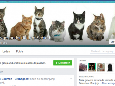 Facebookgroep voor vermiste Schiedamse katten