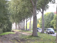 Kap honderd bomen Westfrankelandsedijk van de baan