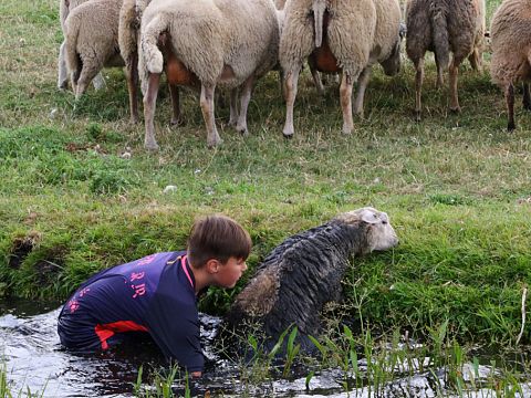 Damian redt schapen