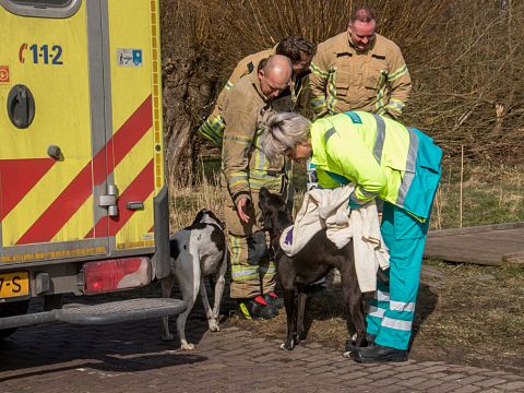 Brandweerduikers helpen hond en baasje op droge