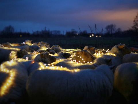 Lint van lichtjes door de polder
