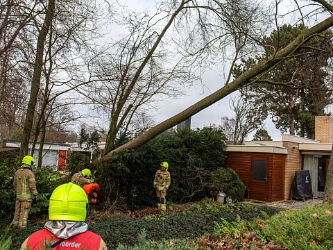 Boom voorkomt boom op huizen