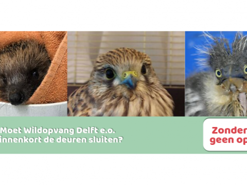 Faillissement Wildopvang Delft slecht voor dieren in Schiedam