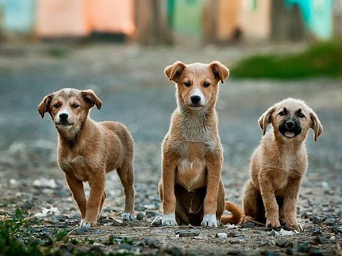 Steeds minder hondenbelasting in Nederland