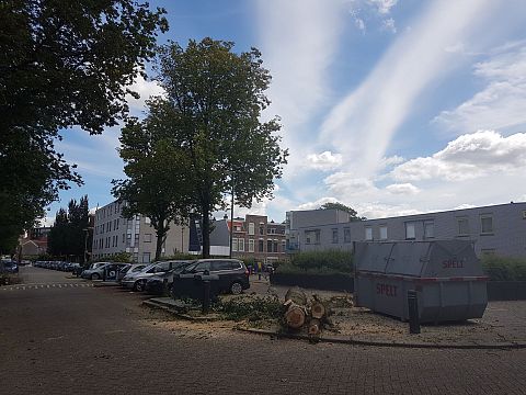 Iepenziekte velt bomen Westfrankelandsestraat