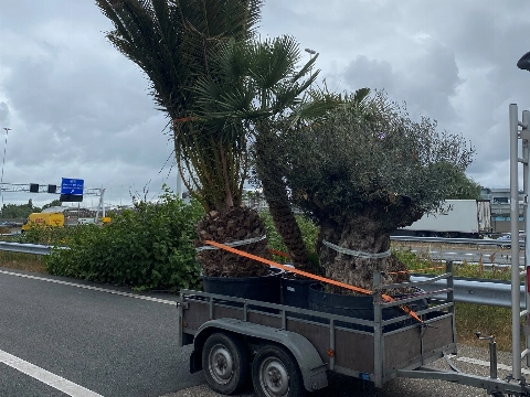 Palmboom zorgt voor file Beneluxtunnel