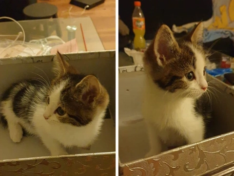 Kitten met drie pootjes vermist