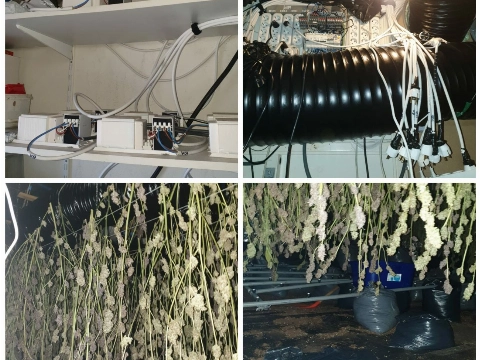 Arrestatie bij oprollen hennepkwekerij