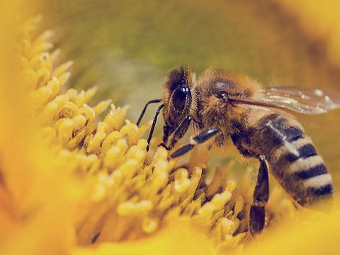 Bee Serious bij bijdrages City Lab