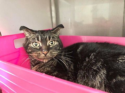 Kat overleeft wekenlange opsluiting