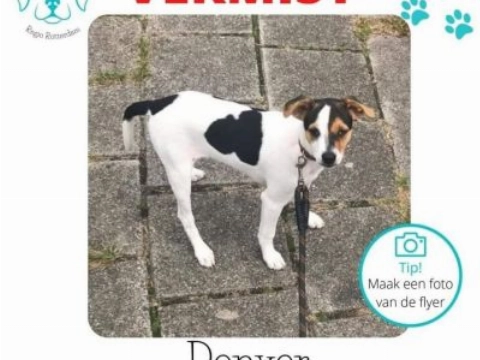 Vermiste hond Denver overleden teruggevonden