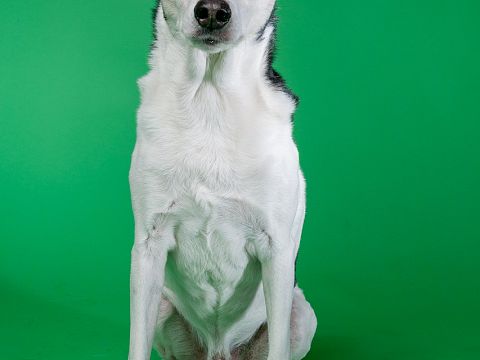 Honden uit west gezocht voor foto- en verhalenproject