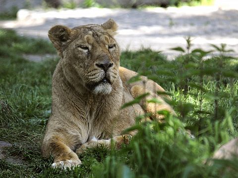 Leeuwen en gorilla's Blijdorp positief getest op Corona