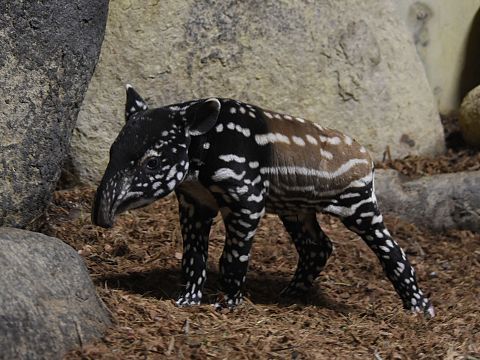 Zeldzame Maleise tapir geboren in Diergaarde Blijdorp