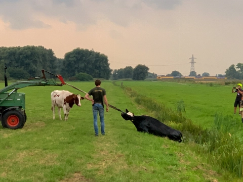 Boer en koe zijn brandweer te snel af