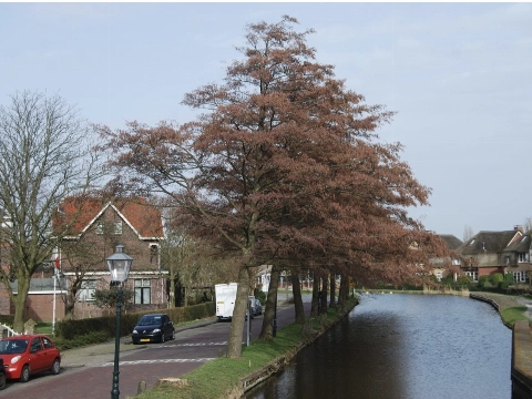 Delfland spaart markant dorpsgezicht Schipluiden