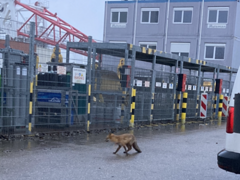 Schiedam is stedelijk, met industrie, en een vos