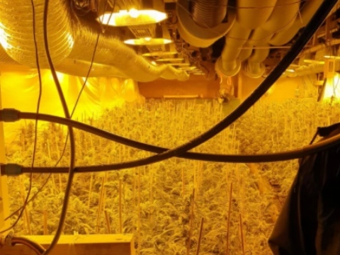 Hennepkwekerij ontmanteld op Broersvest