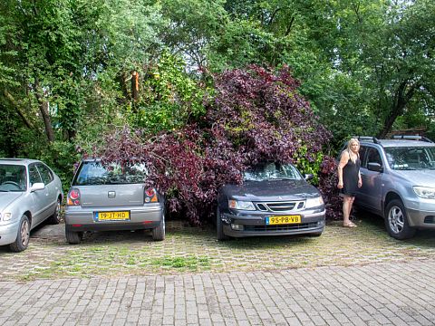 Omvallende boom beschadigt auto's