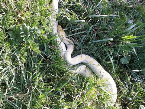 Python van 2,5 meter gevangen in Schiedams weiland