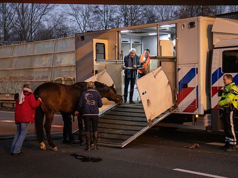 Rijnmond: ongeval met paard op A20 door ogen betrokkenen