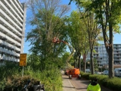 Iepen aan Van Beethovenlaan worden gekapt