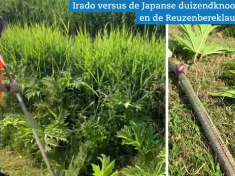 Bestrijden Japanse duizendknoop en Reuzenbereklauw zwaar