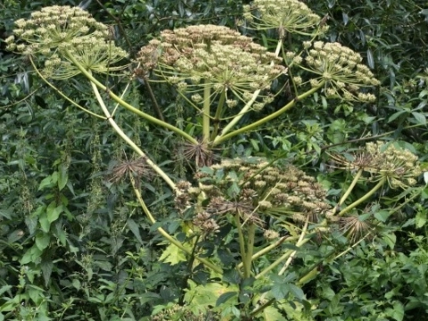 Irado bestrijdt reuzenberenklauw en waarschuwt ervoor