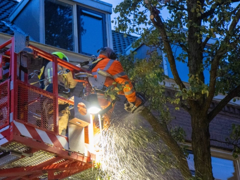 Gevaarlijk bewegende boom moet wijken