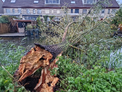 Bomen hadden het flink te verduren