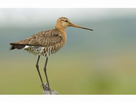 Weidevogels krijgen er meer ruimte bij