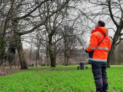 Schiedamse bomen worden gecontroleerd