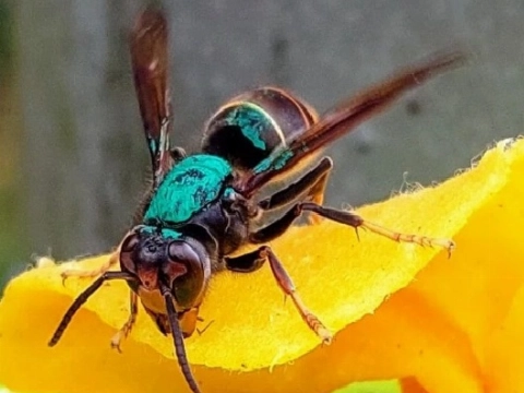 Stadsimkers op zoek naar Aziatische hoornaar