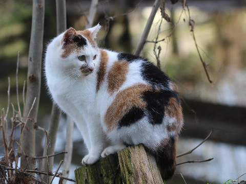 Geen zwerfkatten meer en dus…